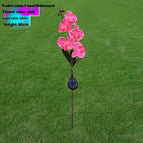 Pink butterfly orchid