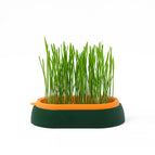 Default Mode / Green