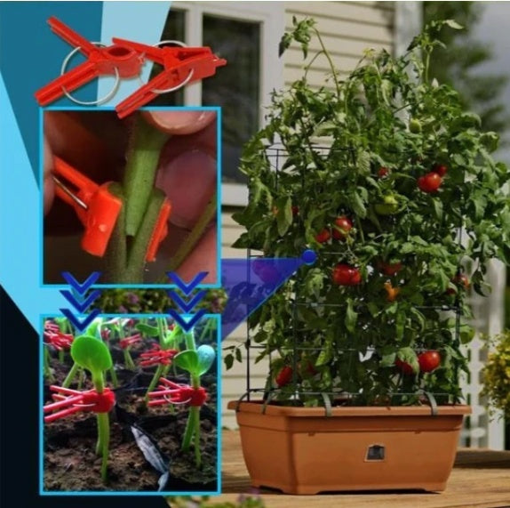Watermelon sprout chili special clip