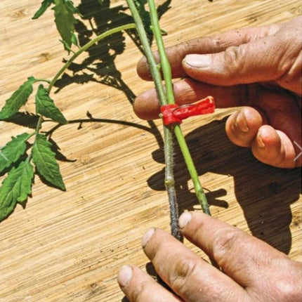 Watermelon sprout chili special clip
