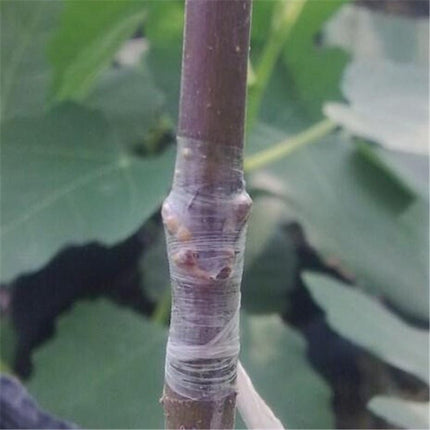 2CM x 100M / 1 Roll Grafting Tape Garden Tools Fruit Trees Secateurs Graft Branch Gardening bind belt PVC Tie Tape - GARDIWALL
