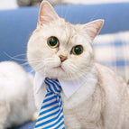 Light Blue Stripes / S