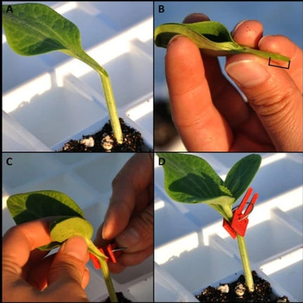 Watermelon sprout chili special clip