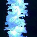 Blue Hyacinth