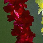 Red hyacinth
