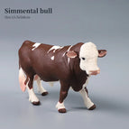 Simmental bull