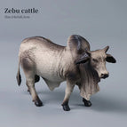 Zebu cattle