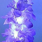 Purple Hyacinth