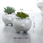 White Without Base Support / Without Plants