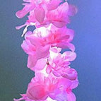 Pink hyacinth