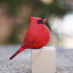 Male main cardinal