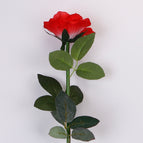 Red rose