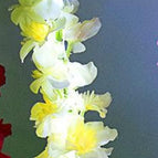 Yellow Hyacinth