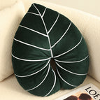 Philodendron / Large